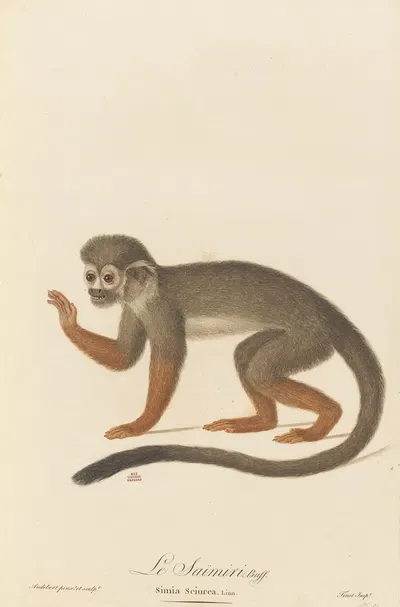 Le Saimiri by Jean-Baptiste Audebert, 1797 — digital art print download