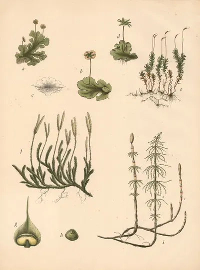 Brunnen-Lebermoos, Wellig. Sternmoos, Gemeiner Bärlapp, Wiesenschachtelhalm by Franz Engleder, 1911 — digital art print…