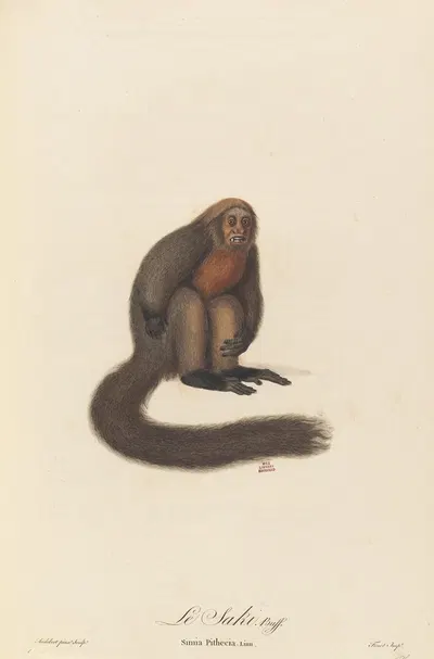 Le Saki by Jean-Baptiste Audebert, 1797 — digital art print download