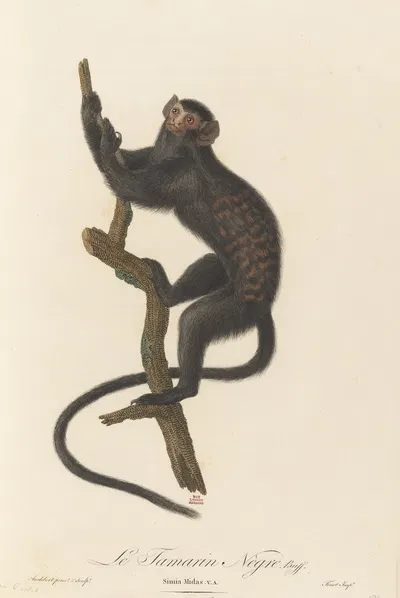Le Tamarin Negre by Jean-Baptiste Audebert, 1797 — digital art print download