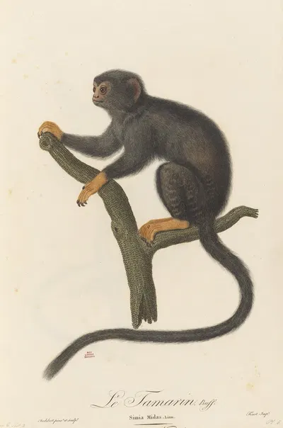 Le Tamarin by Jean-Baptiste Audebert, 1797 — digital art print download