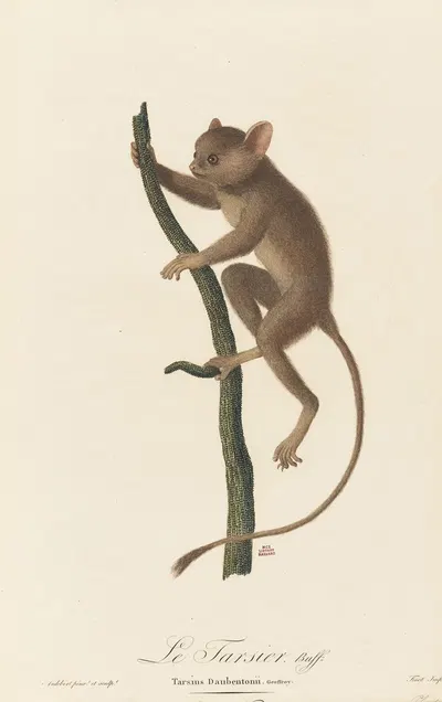 Le Tarsier by Jean-Baptiste Audebert, 1797 — digital art print download