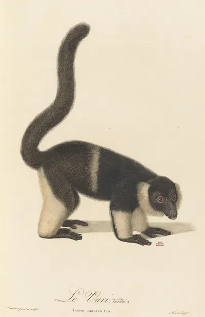 Le Vari variété a by Jean-Baptiste Audebert, 1797 — digital art print download