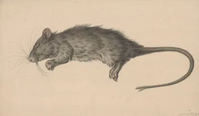 Dode rat by Жан Бернар, 1795 — digital art print download