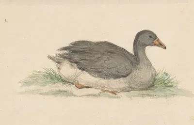 Eend, naar rechts by Жан Бернар, 1775 - 1833 — digital art print download