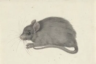 Muis, naar links by Жан Бернар, 1775 - 1833 — digital art print download