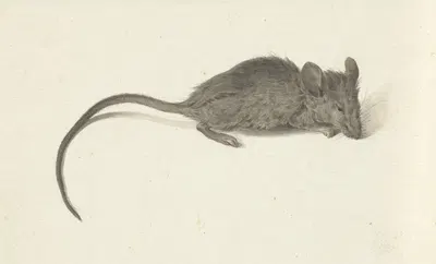 Muis, naar rechts by Жан Бернар, 1775 - 1833 — digital art print download