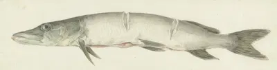 Snoek, met twee inkepingen op de rug by Жан Бернар, 1775 - 1833 — digital art print download