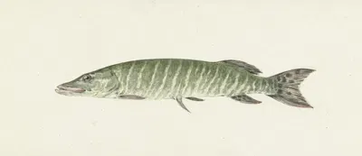 Snoek by Жан Бернар, 1796 — digital art print download