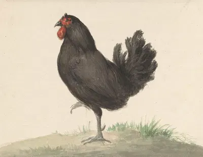 Staande zwarte kip by Жан Бернар, 1775 - 1833 — digital art print download