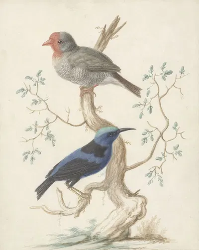 Bresiljaan en Colibri by Johannes van Bronckhorst, 1658 - 1727 — digital art print download