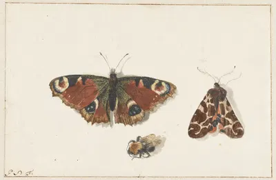 Butterfly, Moth and Bumblebee by Johannes van Bronckhorst, c. 1700 — digital art print download
