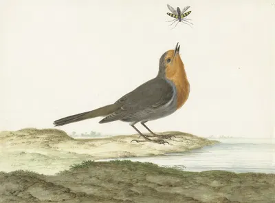 Roodborstje by Johannes van Bronckhorst, 1658 - 1726 — digital art print download