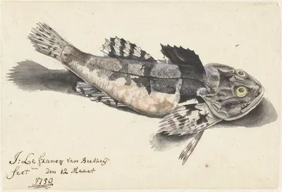 Zeedonderpad by Johannes le Francq van Berkhey, 1750 — digital art print download