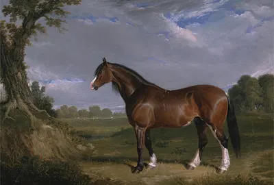 A Clydesdale Stallion by Джон Фредерик Херринг-старший, 1820 — digital art print download