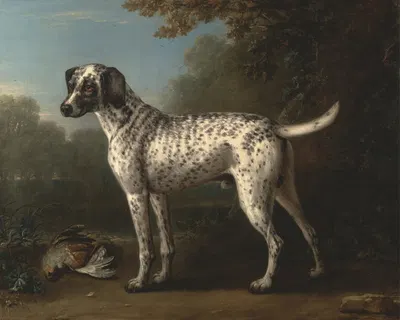 A Grey Spotted Hound by Джон Уоттон, 1738 — digital art print download