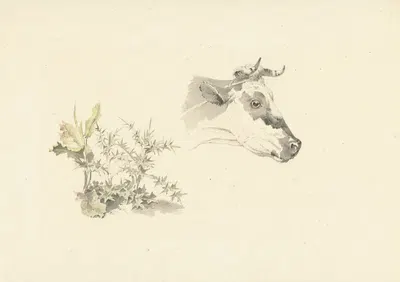 Kop van een koe en twee planten by Иосиф Августус Книп, 1787 - 1847 — digital art print download