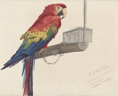 Parrot by Louis-Charles Bombled, 1879 — digital art print download