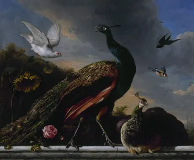 Peacocks, male and female by Мельхиор д'Ондекайтер, 1681 — digital art print download