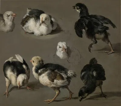 Seven Chicks by Мельхиор д'Ондекайтер — digital art print download