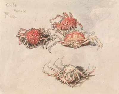 Studies of Spider Crabs, Venice by Майлс Биркет Фостер, 1874 — digital art print download