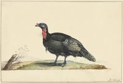 Vogel met zwarte veren en een rode krop, staande, naar links by Nicolaas Struyk — digital art print download