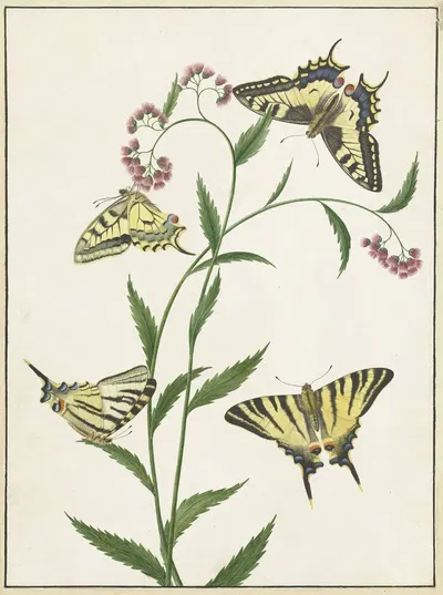 Four Butterflies on Flowers by Paulus Knogh, 1747 - 1802 — digital art print download