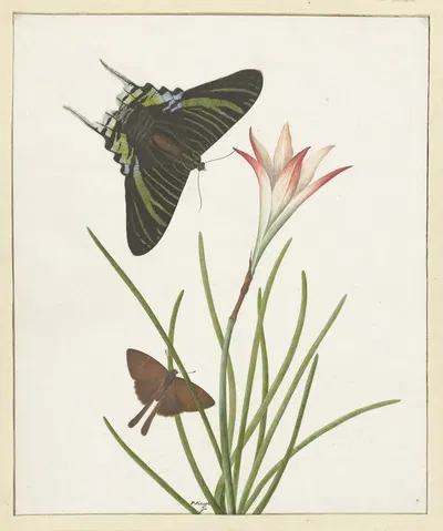 Twee vlinders bij een lelie by Paulus Knogh, 1747 - 1802 — digital art print download