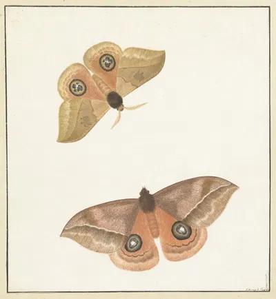 Twee vlinders by Paulus Knogh, 1747 - 1802 — digital art print download