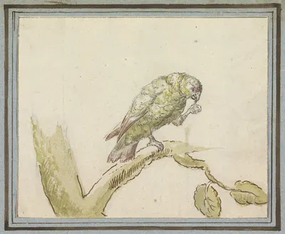 Papegaai op een tak van een boom by Pieter Casteels III, 1694 - 1749 — digital art print download