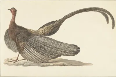 Argus Pheasant by Питер Питерсз. Барбиерс — digital art print download