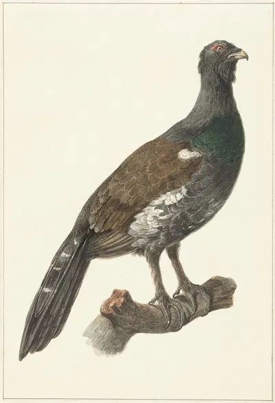 Auerhaan by Питер Питерсз. Барбиерс, 1759 - 1842 — digital art print download