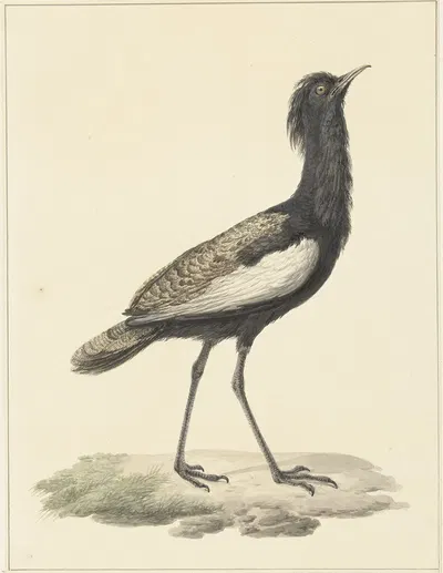 Baardtrap (Eupodotis bengalensis ; Houbaropsis bengalensis) by Питер Питерсз. Барбиерс, 1759 - 1842 — digital art print…