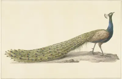Blauwe pauw by Pieter Pietersz. Barbiers, 1759 - 1842 — digital art print download