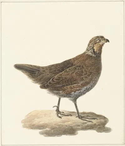 Bobwhite (Colinus virginianus) by Pieter Pietersz. Barbiers, 1759 - 1842 — digital art print download