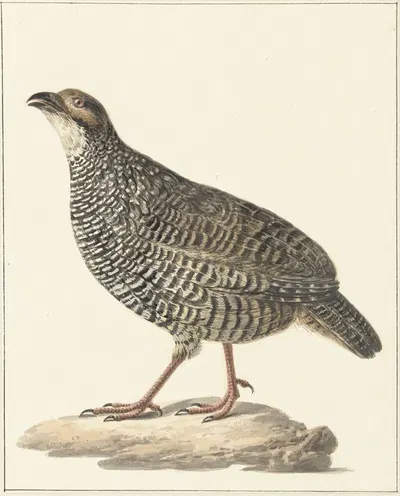 Chinese frankolijn (Excalfactoria chinensis) by Питер Питерсз. Барбиерс, 1759 - 1842 — digital art print download