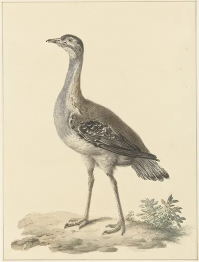 Denhams trap (Neotis denhami) by Питер Питерсз. Барбиерс, 1759 - 1842 — digital art print download