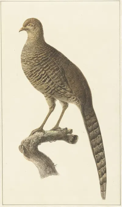 Goudfazant, hen by Питер Питерсз. Барбиерс, 1759 - 1842 — digital art print download
