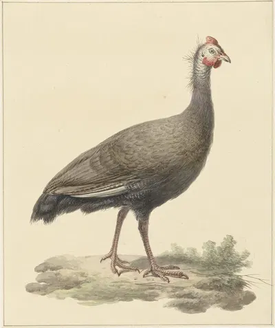 Helmparelhoen by Питер Питерсз. Барбиерс, 1759 - 1842 — digital art print download