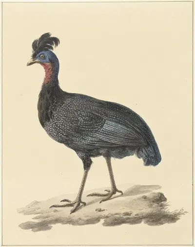 Kuifparelhoen by Питер Питерсз. Барбиерс, 1759 - 1842 — digital art print download