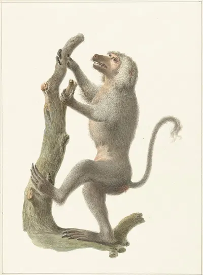 Mantelbaviaan by Питер Питерсз. Барбиерс, 1759 - 1842 — digital art print download