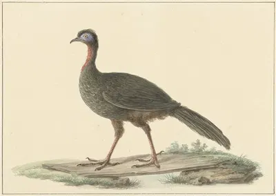 Marailsjakohoen (Penelope marail) by Питер Питерсз. Барбиерс, 1759 - 1842 — digital art print download