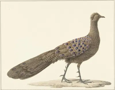 Spiegelpauw by Питер Питерсз. Барбиерс, 1759 - 1842 — digital art print download