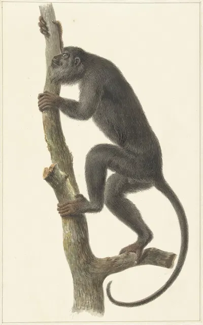 Zwarte brulaap (Paraguay) by Питер Питерсз. Барбиерс, 1759 - 1842 — digital art print download