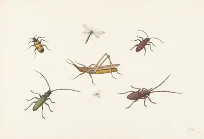 A Sheet with Seven Different Insects by Pieter Withoos — digital art print download