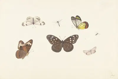 Blad met vijf vlinders en twee vliegen by Pieter Withoos, 1664 - 1693 — digital art print download
