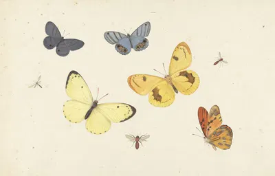 Sheet of Studies with Five Butterflies, a Wasp, and Two Flies by Pieter Withoos, 1680 - 1692 — digital art print download