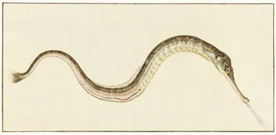 Zeenaald (Syngnatus Acus) by Pieter Withoos, 1664 - 1693 — digital art print download