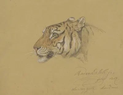 Kop van een Tijger by Раден Салех, 1847 — digital art print download