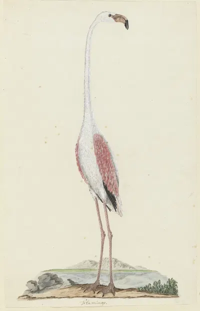 Phoenicopterus ruber roseus (Greater flamingo) by Robert Jacob Gordon, 1777 - 1786 — digital art print download